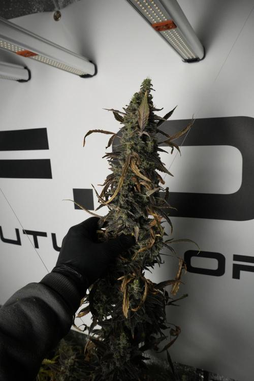 Catching The Ghost Train Haze @ Zamnesia. Week 14 - Ghost Train Haze 12-12 from seed No Veg