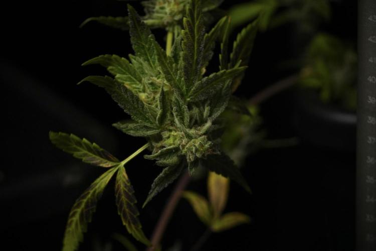 Catching The Ghost Train Haze @ Zamnesia. Week 14 - Ghost Train Haze 12-12 from seed No Veg