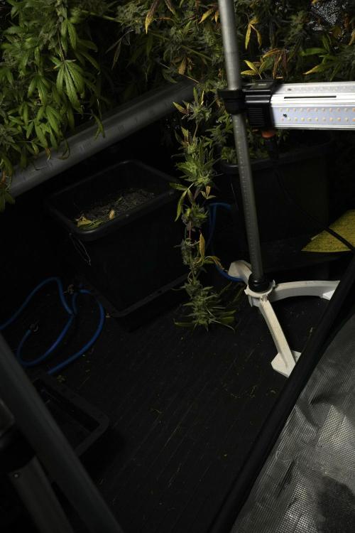 Catching The Ghost Train Haze @ Zamnesia. Week 14 - Ghost Train Haze 12-12 from seed No Veg