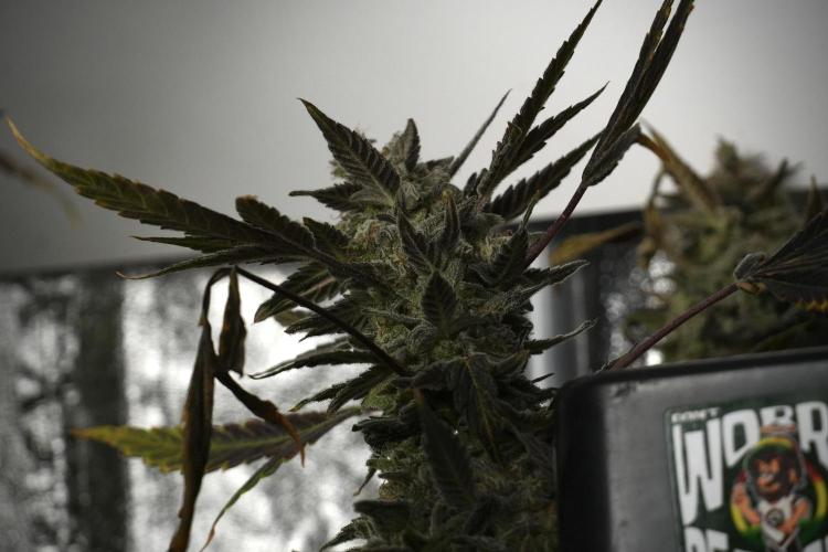 Catching The Ghost Train Haze @ Zamnesia. Week 14 - Ghost Train Haze 12-12 from seed No Veg