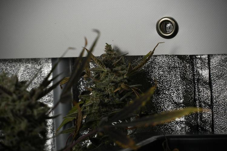 Catching The Ghost Train Haze @ Zamnesia. Week 14 - Ghost Train Haze 12-12 from seed No Veg