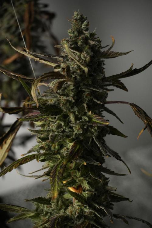 Catching The Ghost Train Haze @ Zamnesia. Week 14 - Ghost Train Haze 12-12 from seed No Veg