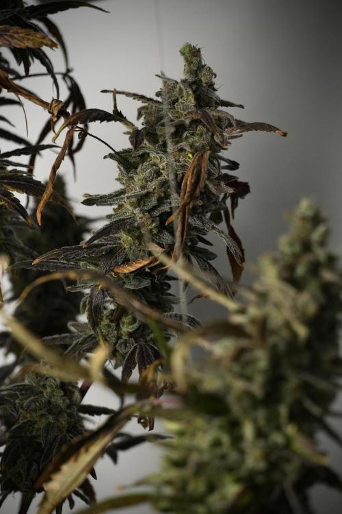Catching The Ghost Train Haze @ Zamnesia. Week 14 - Ghost Train Haze 12-12 from seed No Veg