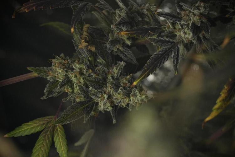 Catching The Ghost Train Haze @ Zamnesia. Week 14 - Ghost Train Haze 12-12 from seed No Veg