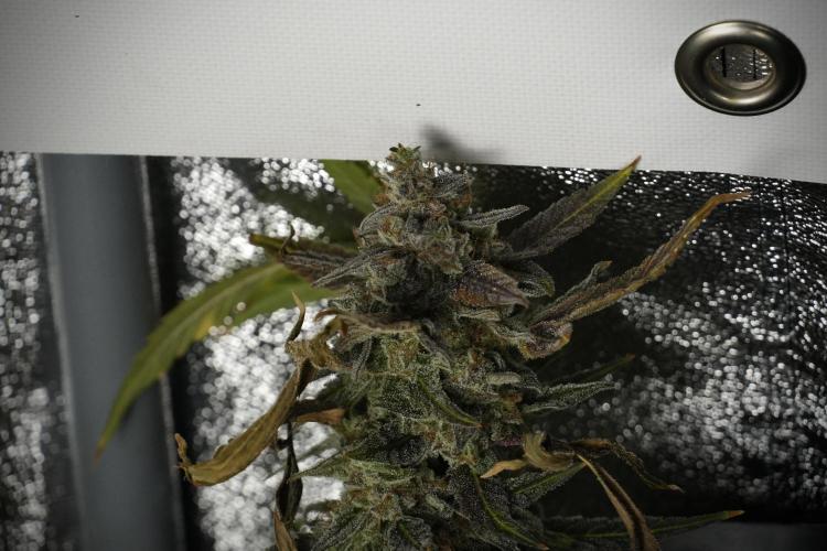 Catching The Ghost Train Haze @ Zamnesia. Week 14 - Ghost Train Haze 12-12 from seed No Veg