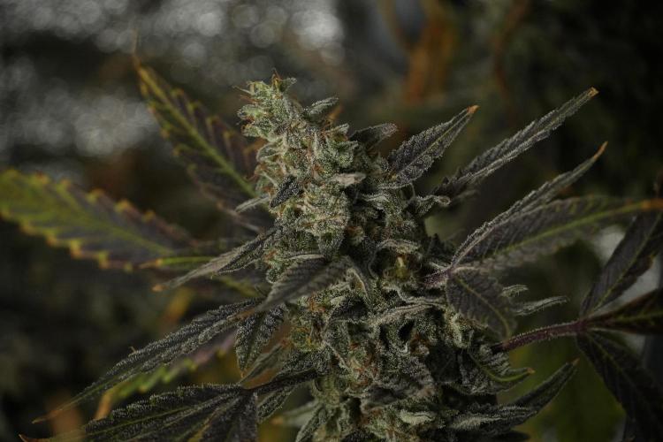 Catching The Ghost Train Haze @ Zamnesia. Week 14 - Ghost Train Haze 12-12 from seed No Veg