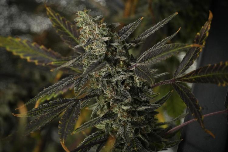 Catching The Ghost Train Haze @ Zamnesia. Week 14 - Ghost Train Haze 12-12 from seed No Veg