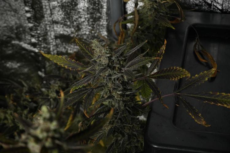 Catching The Ghost Train Haze @ Zamnesia. Week 14 - Ghost Train Haze 12-12 from seed No Veg