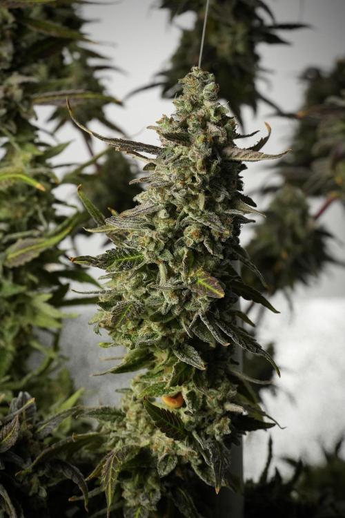 Catching The Ghost Train Haze @ Zamnesia. Week 14 - Ghost Train Haze 12-12 from seed No Veg