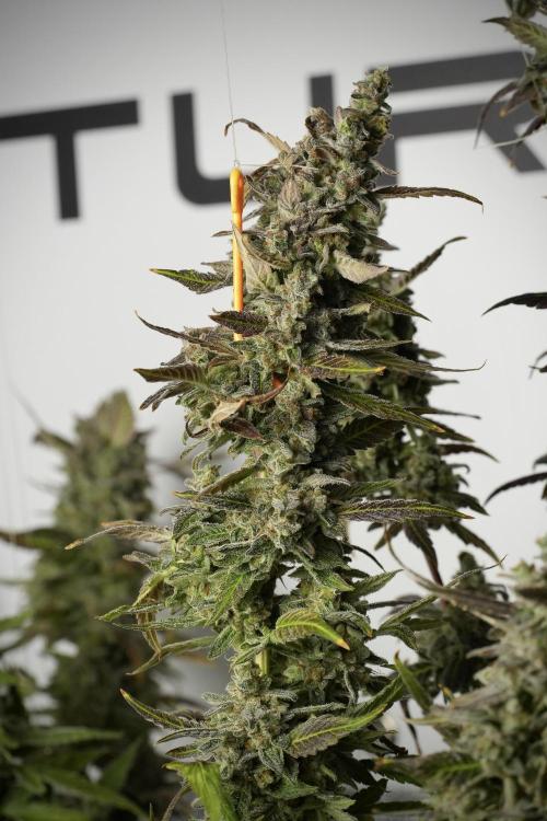 Catching The Ghost Train Haze @ Zamnesia. Week 14 - Ghost Train Haze 12-12 from seed No Veg