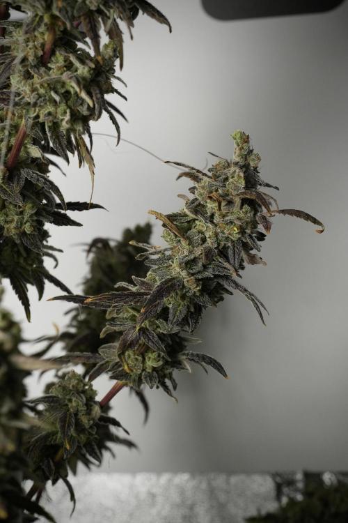 Catching The Ghost Train Haze @ Zamnesia. Week 14 - Ghost Train Haze 12-12 from seed No Veg