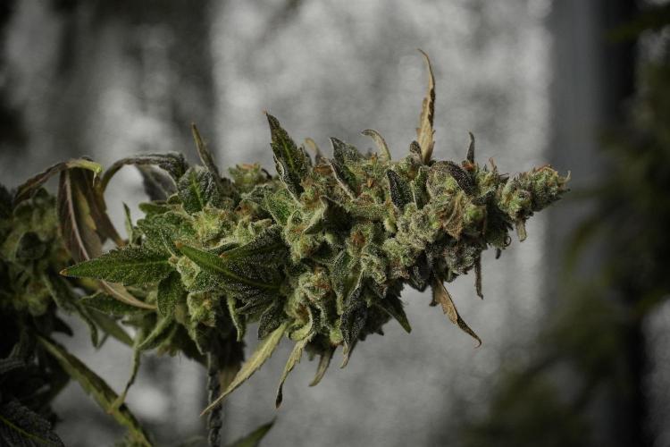 Catching The Ghost Train Haze @ Zamnesia. Week 14 - Ghost Train Haze 12-12 from seed No Veg
