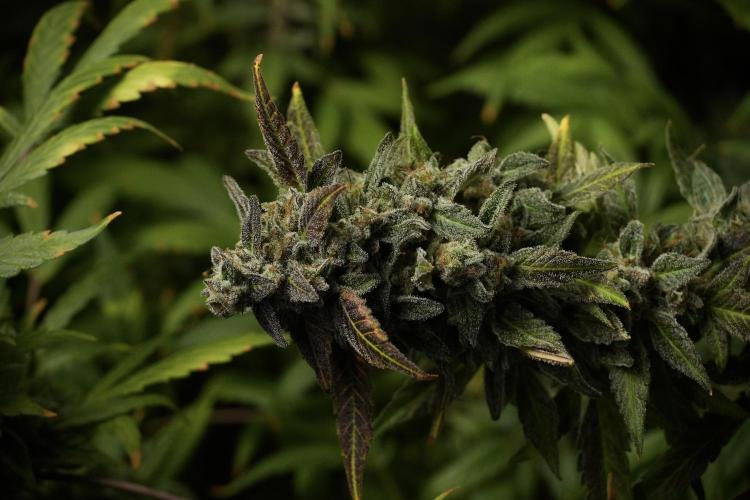 Catching The Ghost Train Haze @ Zamnesia. Week 14 - Ghost Train Haze 12-12 from seed No Veg