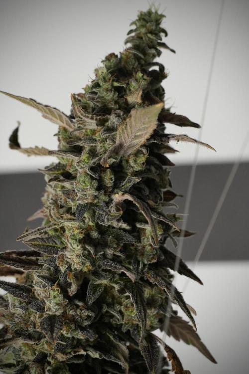 Catching The Ghost Train Haze @ Zamnesia. Week 14 - Ghost Train Haze 12-12 from seed No Veg