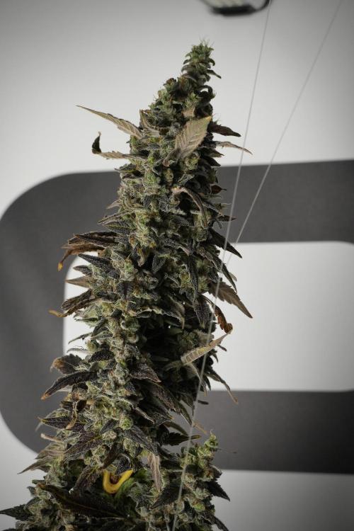 Catching The Ghost Train Haze @ Zamnesia. Week 14 - Ghost Train Haze 12-12 from seed No Veg