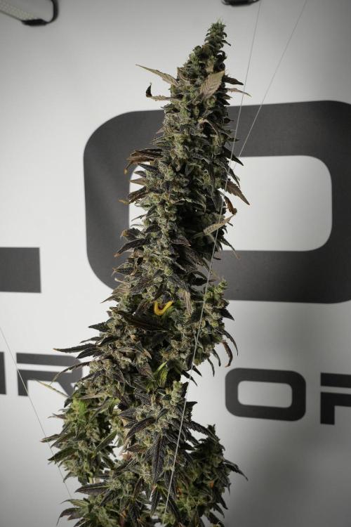 Catching The Ghost Train Haze @ Zamnesia. Week 14 - Ghost Train Haze 12-12 from seed No Veg