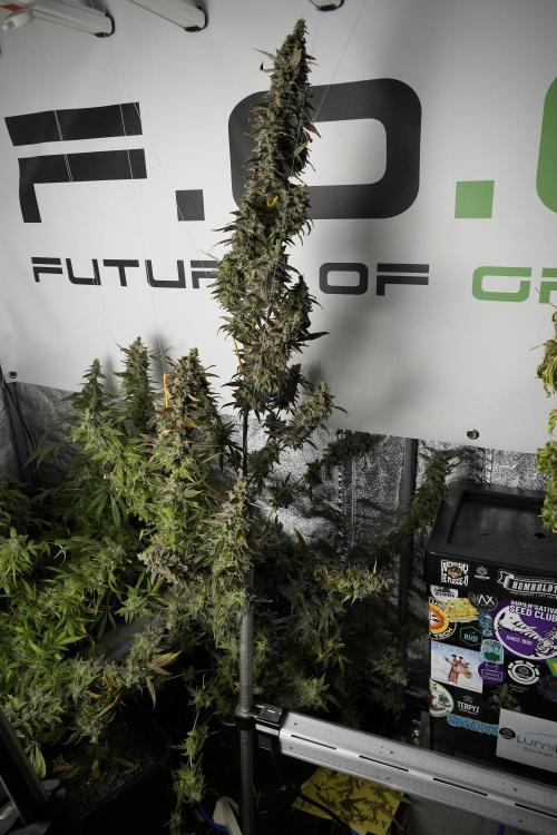 Catching The Ghost Train Haze @ Zamnesia. Week 14 - Ghost Train Haze 12-12 from seed No Veg
