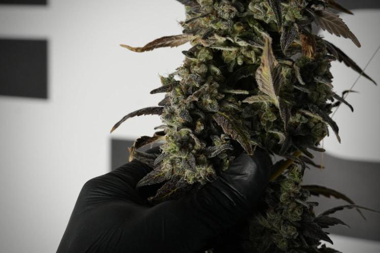 Catching The Ghost Train Haze @ Zamnesia. Week 14 - Ghost Train Haze 12-12 from seed No Veg