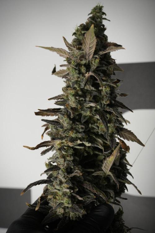 Catching The Ghost Train Haze @ Zamnesia. Week 14 - Ghost Train Haze 12-12 from seed No Veg