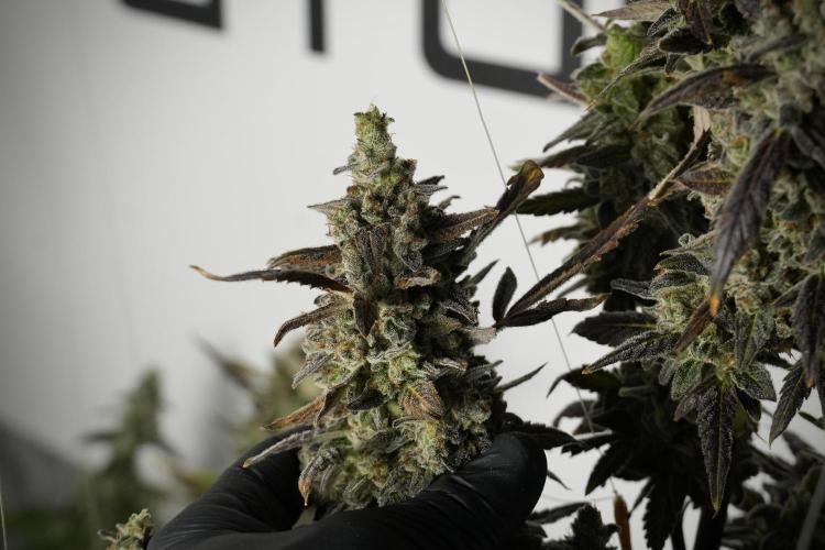 Catching The Ghost Train Haze @ Zamnesia. Week 14 - Ghost Train Haze 12-12 from seed No Veg