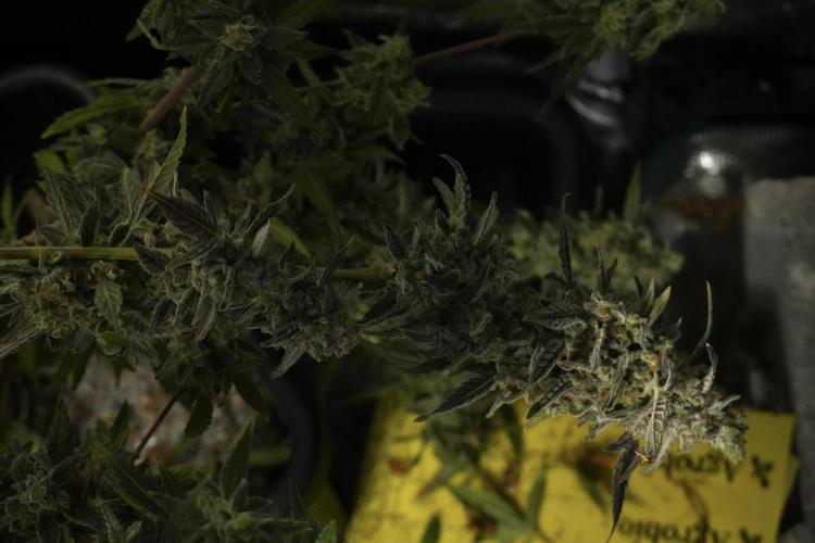 Catching The Ghost Train Haze @ Zamnesia. Week 14 - Ghost Train Haze 12-12 from seed No Veg