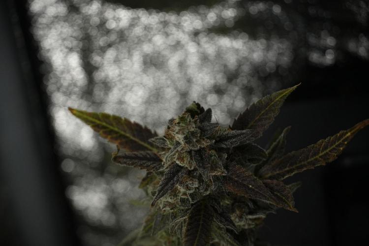 Catching The Ghost Train Haze @ Zamnesia. Week 14 - Ghost Train Haze 12-12 from seed No Veg