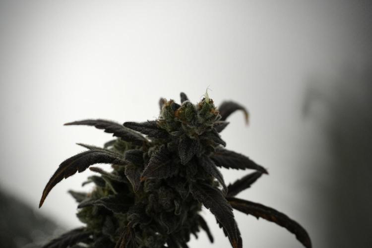 Catching The Ghost Train Haze @ Zamnesia. Week 14 - Ghost Train Haze 12-12 from seed No Veg