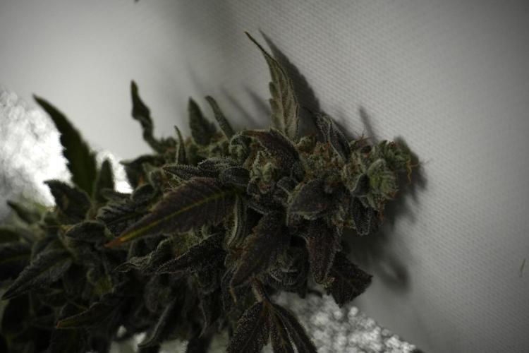 Catching The Ghost Train Haze @ Zamnesia. Week 14 - Ghost Train Haze 12-12 from seed No Veg