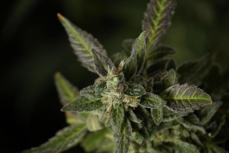 Catching The Ghost Train Haze @ Zamnesia. Week 14 - Ghost Train Haze 12-12 from seed No Veg