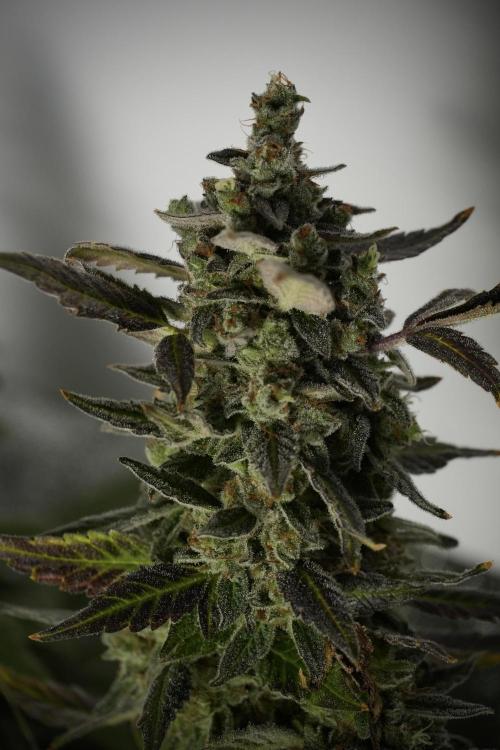 Catching The Ghost Train Haze @ Zamnesia. Week 14 - Ghost Train Haze 12-12 from seed No Veg