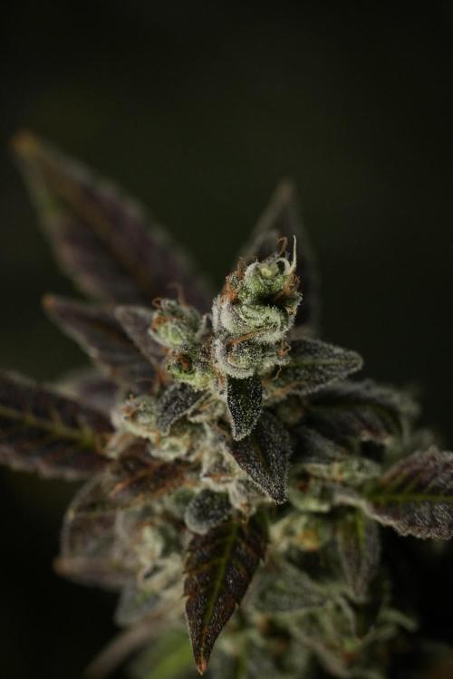 Catching The Ghost Train Haze @ Zamnesia. Week 14 - Ghost Train Haze 12-12 from seed No Veg