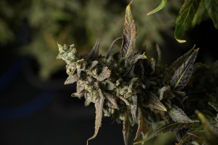 Catching The Ghost Train Haze @ Zamnesia. Week 14 - Ghost Train Haze 12-12 from seed No Veg