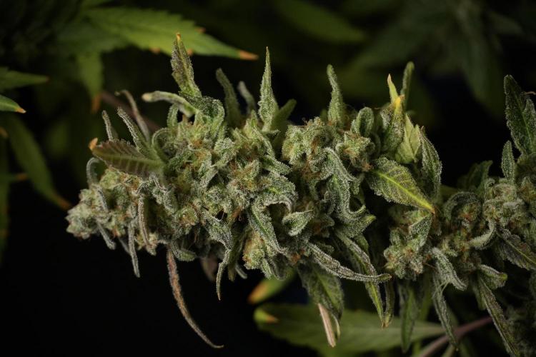 Catching The Ghost Train Haze @ Zamnesia. Week 14 - Ghost Train Haze 12-12 from seed No Veg