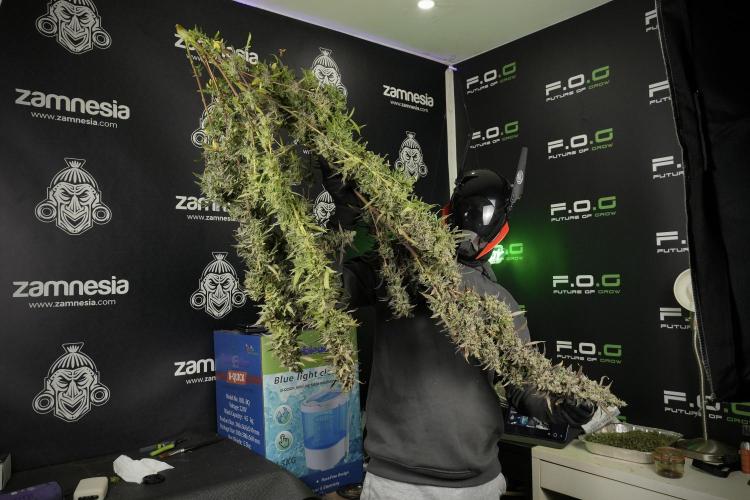 Catching The Ghost Train Haze @ Zamnesia. Week 14 - Ghost Train Haze 12-12 from seed No Veg and me 