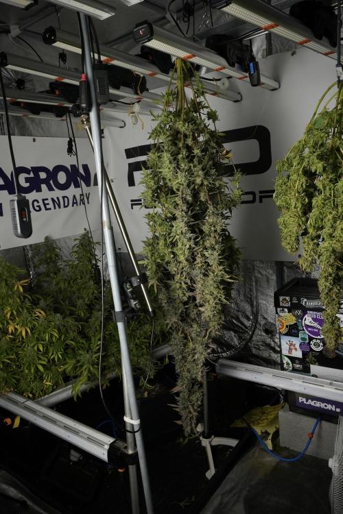 Catching The Ghost Train Haze @ Zamnesia. Week 14 - Ghost Train Haze drying 