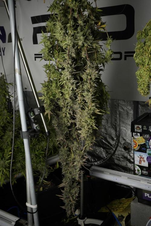 Catching The Ghost Train Haze @ Zamnesia. Week 14 - Ghost Train Haze drying 