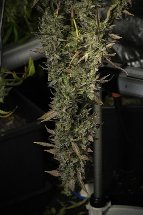 Catching The Ghost Train Haze @ Zamnesia. Week 14 - Ghost Train Haze drying 