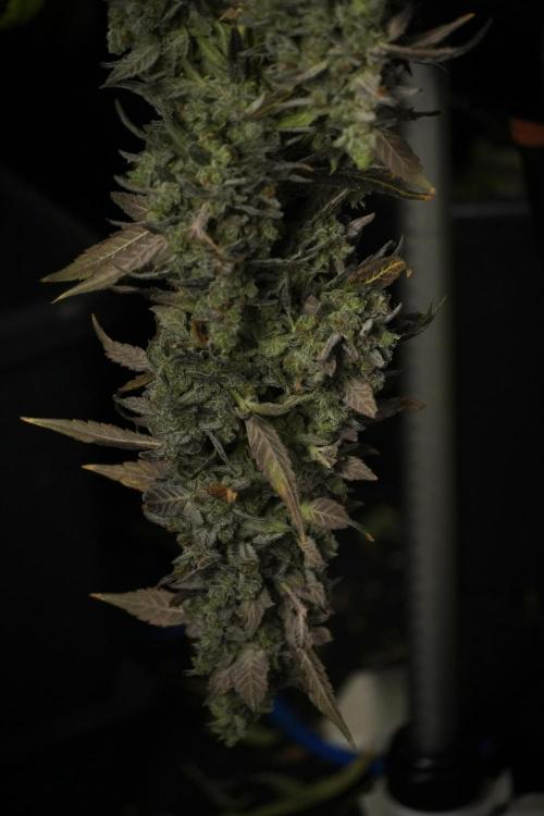 Catching The Ghost Train Haze @ Zamnesia. Week 14 - Ghost Train Haze drying 