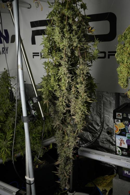 Catching The Ghost Train Haze @ Zamnesia. Week 14 - Ghost Train Haze drying 