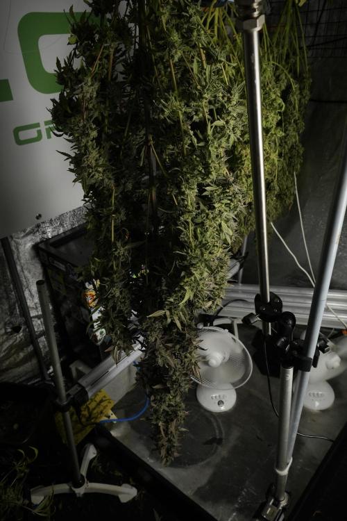 Catching The Ghost Train Haze @ Zamnesia. Week 14 - Ghost Train Haze drying 