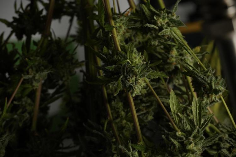 Catching The Ghost Train Haze @ Zamnesia. Week 14 - Ghost Train Haze drying 