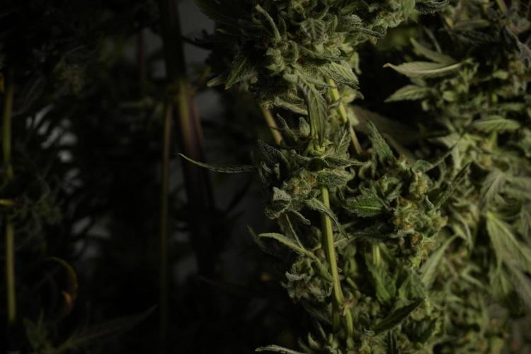 Catching The Ghost Train Haze @ Zamnesia. Week 14 - Ghost Train Haze drying 
