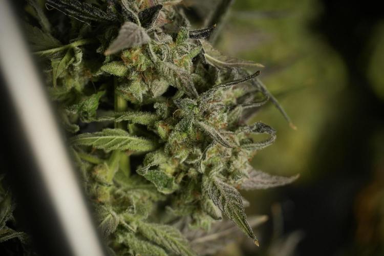 Catching The Ghost Train Haze @ Zamnesia. Week 14 - Ghost Train Haze drying 