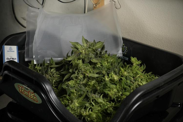 Catching The Ghost Train Haze @ Zamnesia. Week 14 - Ghost Train Haze fresh frozen 