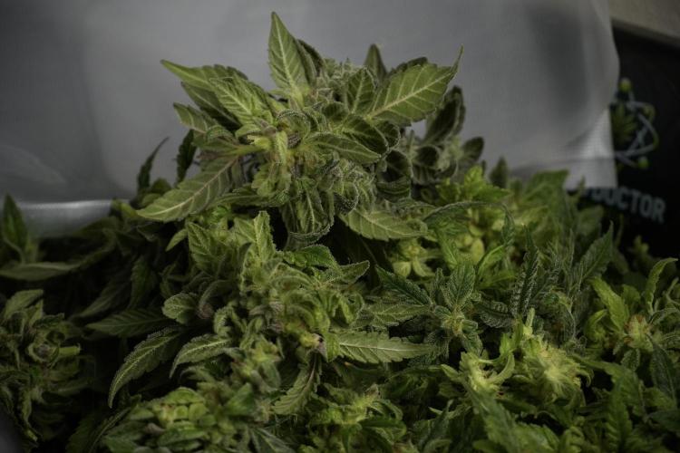 Catching The Ghost Train Haze @ Zamnesia. Week 14 - Ghost Train Haze fresh frozen 