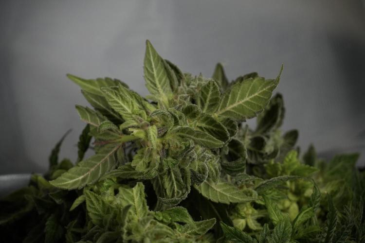 Catching The Ghost Train Haze @ Zamnesia. Week 14 - Ghost Train Haze fresh frozen 