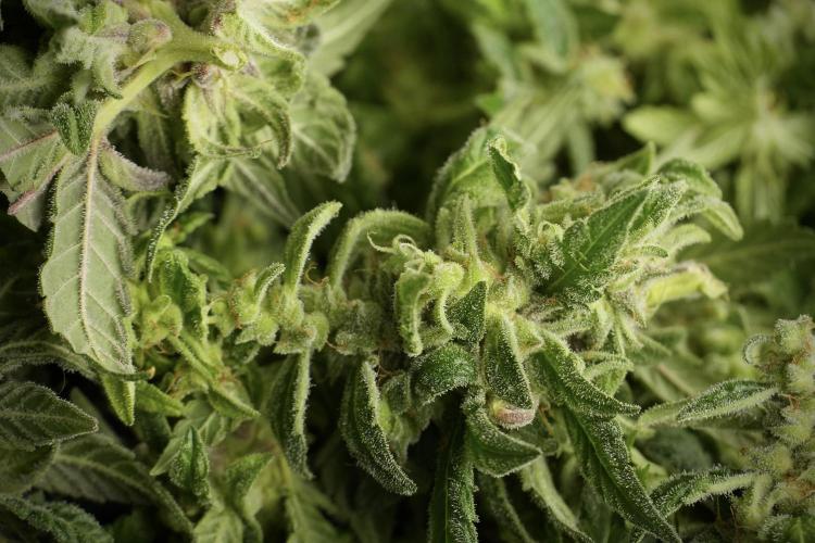 Catching The Ghost Train Haze @ Zamnesia. Week 14 - Ghost Train Haze fresh frozen 