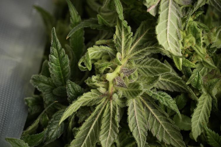 Catching The Ghost Train Haze @ Zamnesia. Week 14 - Ghost Train Haze fresh frozen 