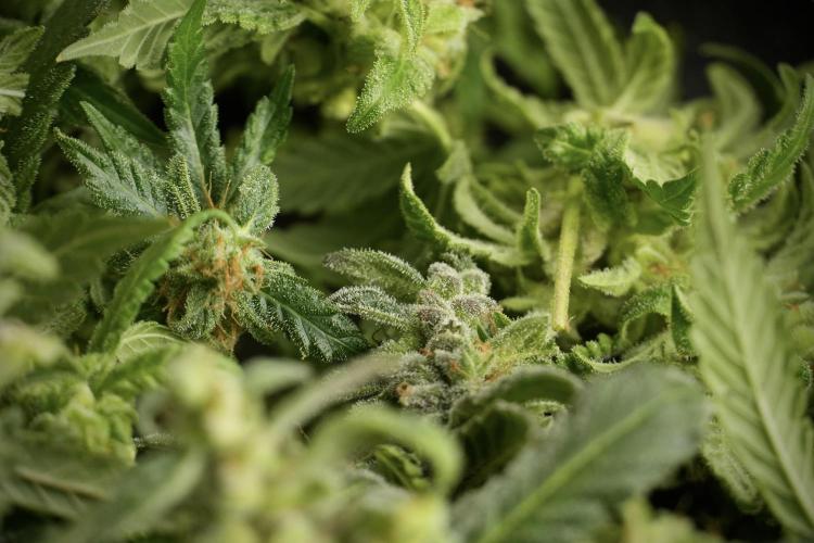 Catching The Ghost Train Haze @ Zamnesia. Week 14 - Ghost Train Haze fresh frozen 