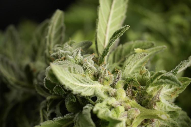 Catching The Ghost Train Haze @ Zamnesia. Week 14 - Ghost Train Haze fresh frozen 